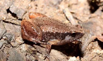 Field Trip | Let’s go Frogging for Frog ID Week! | Off The Leash